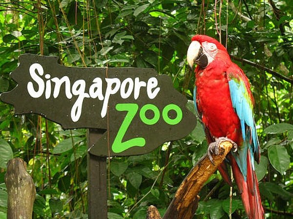 зоопарк сингапура singapore zoo фото