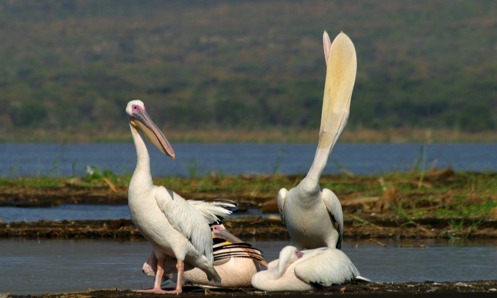 розовый пеликан pelecanus onocrotalus фото