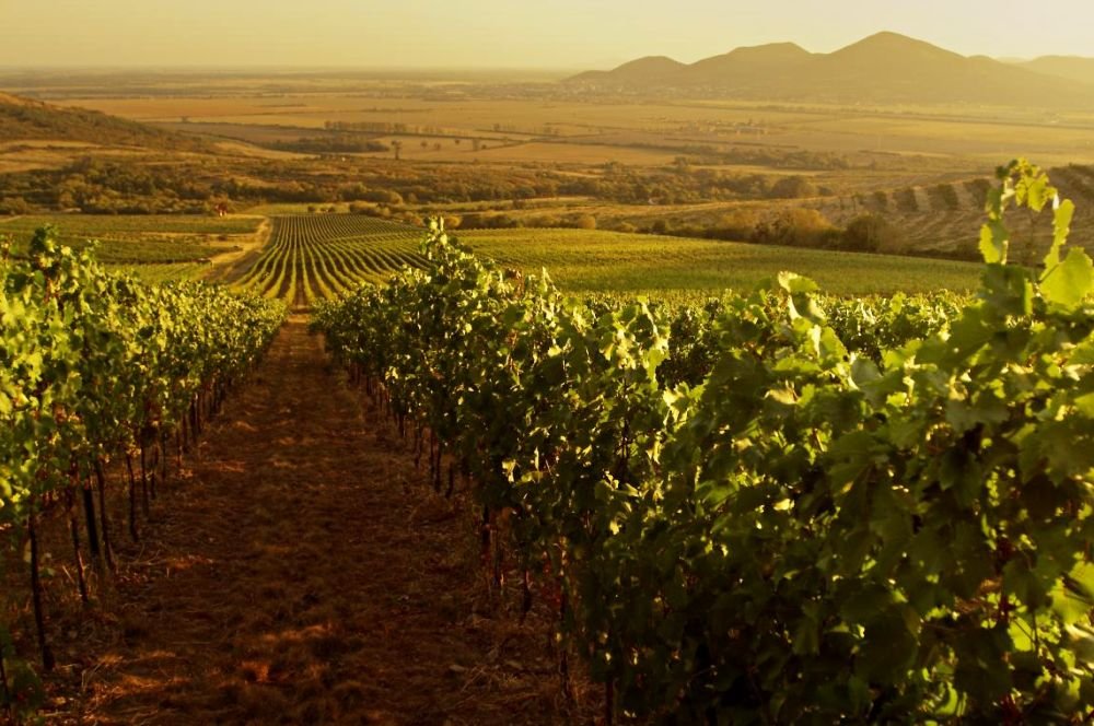 vineyard фото