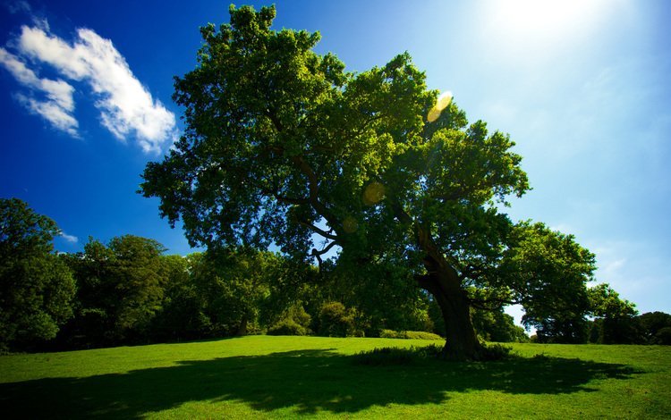 дерево зеленое фото