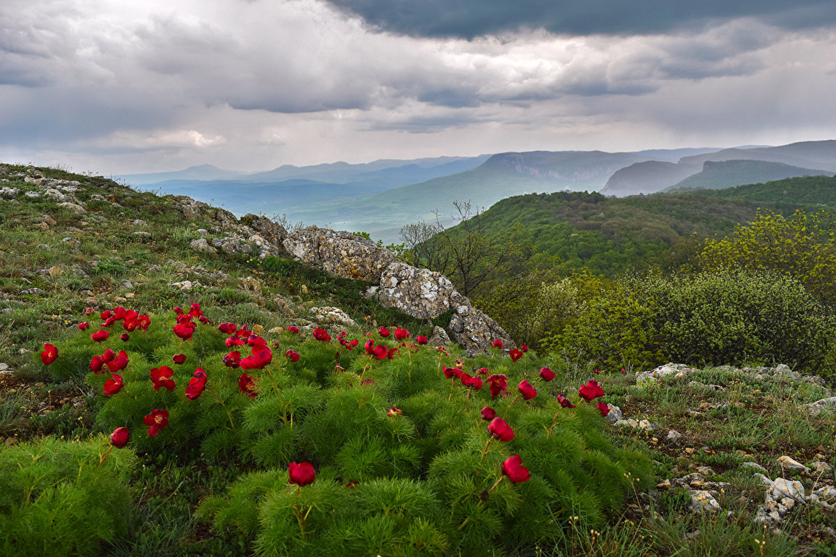пион тонколистный крымский фото