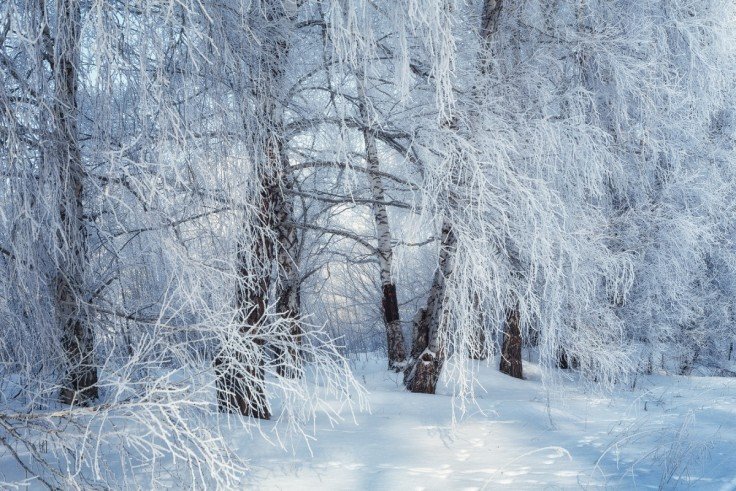 зимний пейзаж иней фото