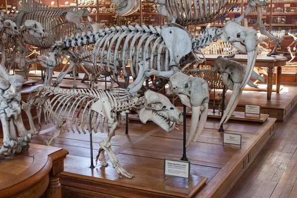 палеонтологический музей galerie de paléontologie et d’anatomie comparée фото