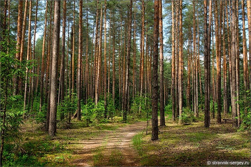 в сосновом бору фото