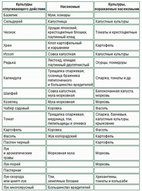 какие растения отпугивают белокрылку