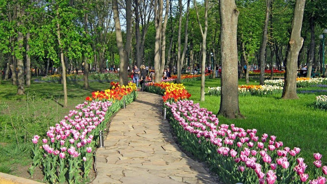 елагин парк фестиваль тюльпанов фото