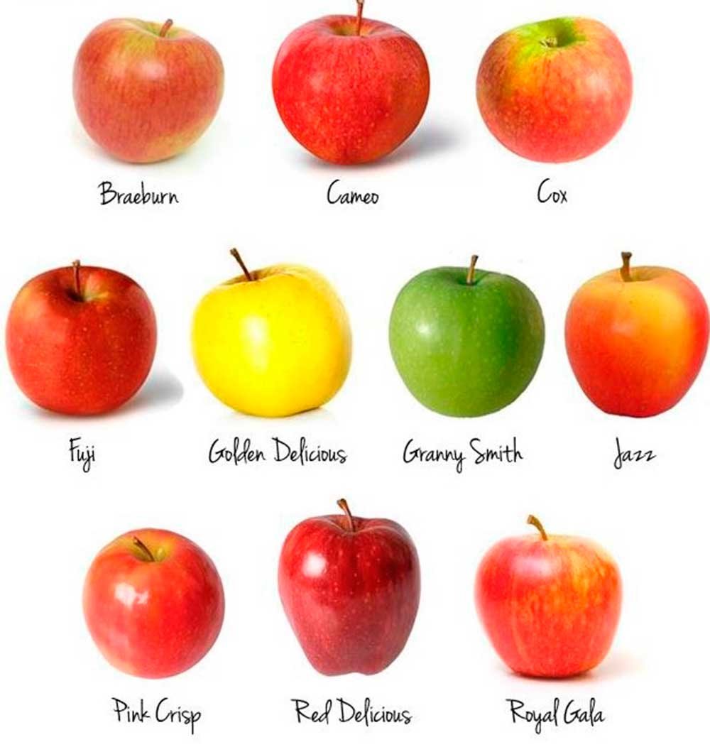 какие сорта яблок бывают