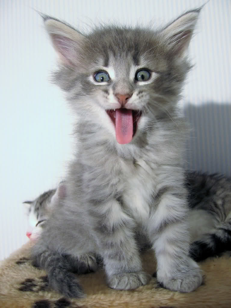 ��� �������� ��� ������� �����