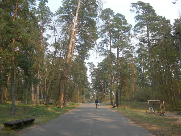 сосновый бор парк фото