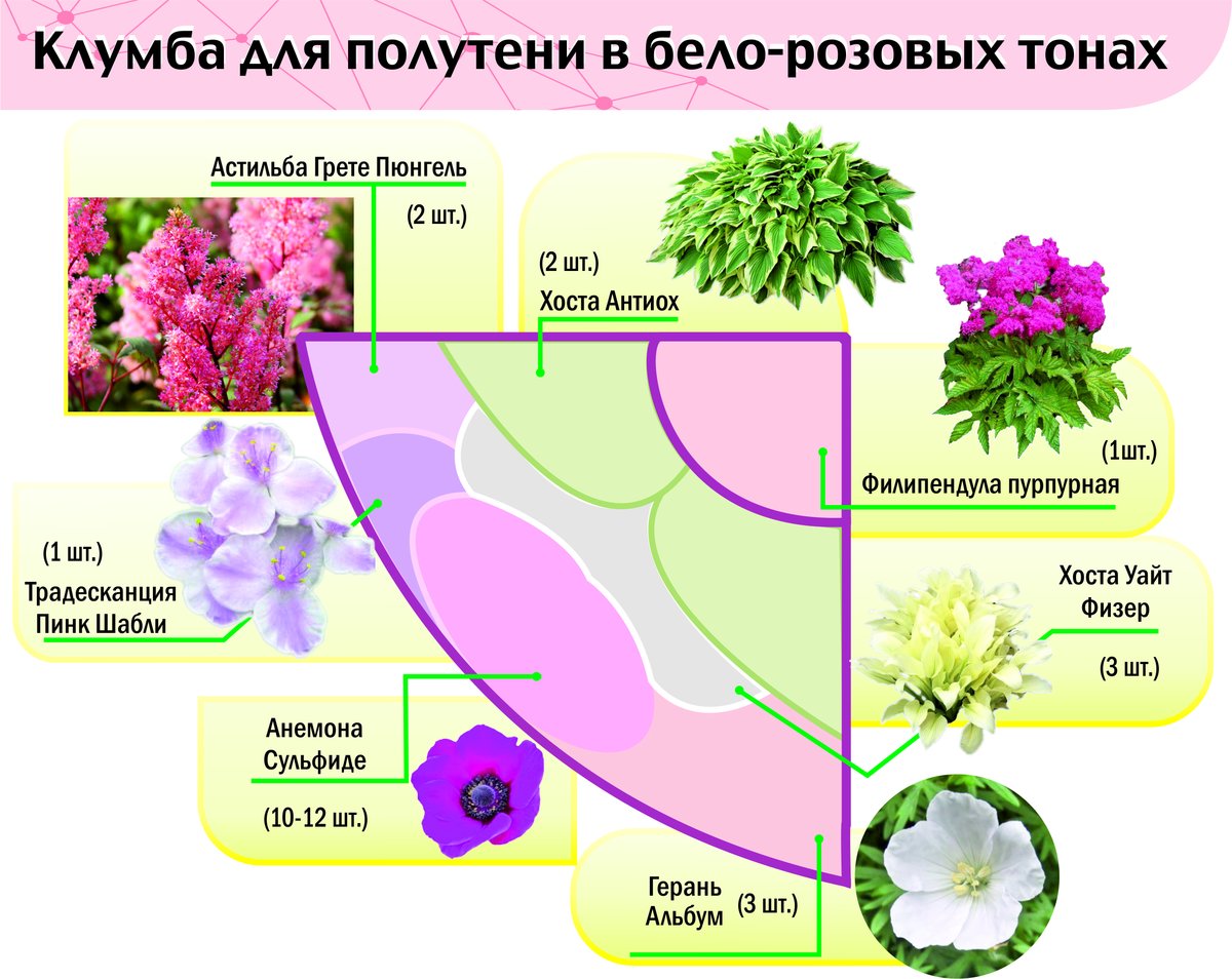 клумбы непрерывного цветения схемы с описанием цветов