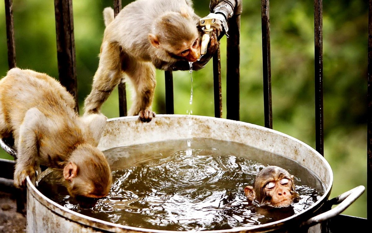 �������, �������� �� ������� ���� ������� �� ���� ����� �������