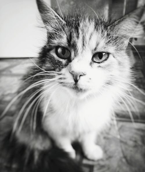 котик фото