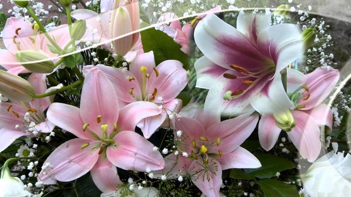 Открытка с лилиями с днем рождения женщине красивые