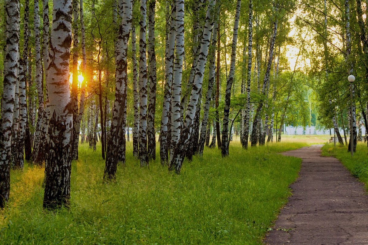берёзовая роща парк фото