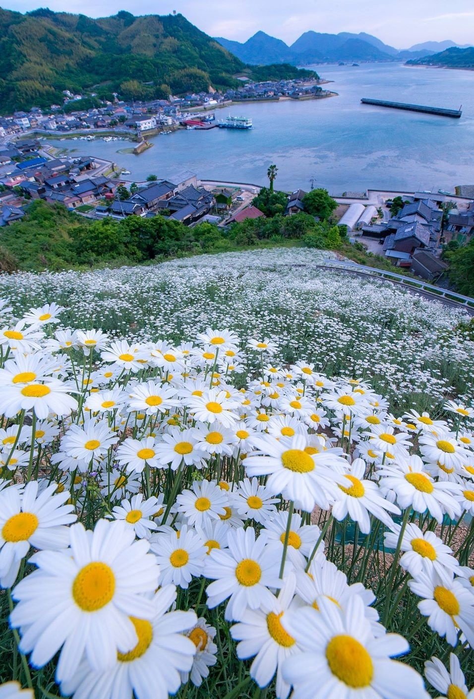 море ромашек фото