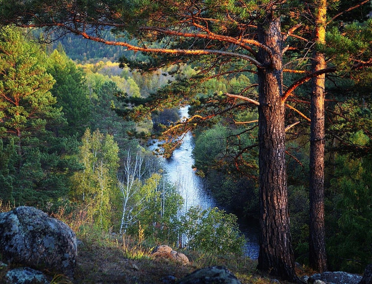 фаснальский сосновый бор фото