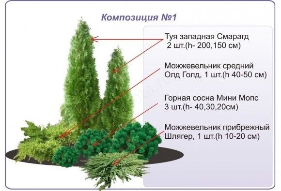 как расположить хвойники на участке схемы