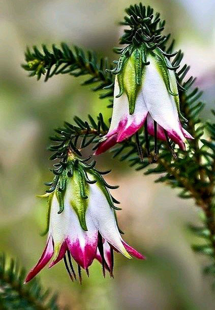 дарвиния. (darwinia) цветок фото