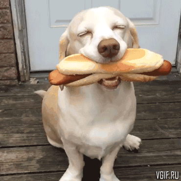 хот дог собака фото