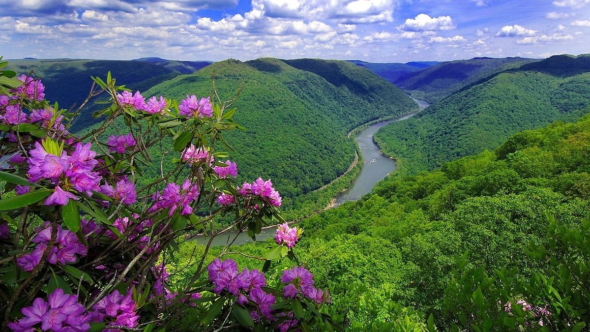 маральник сихотэ алинь фото