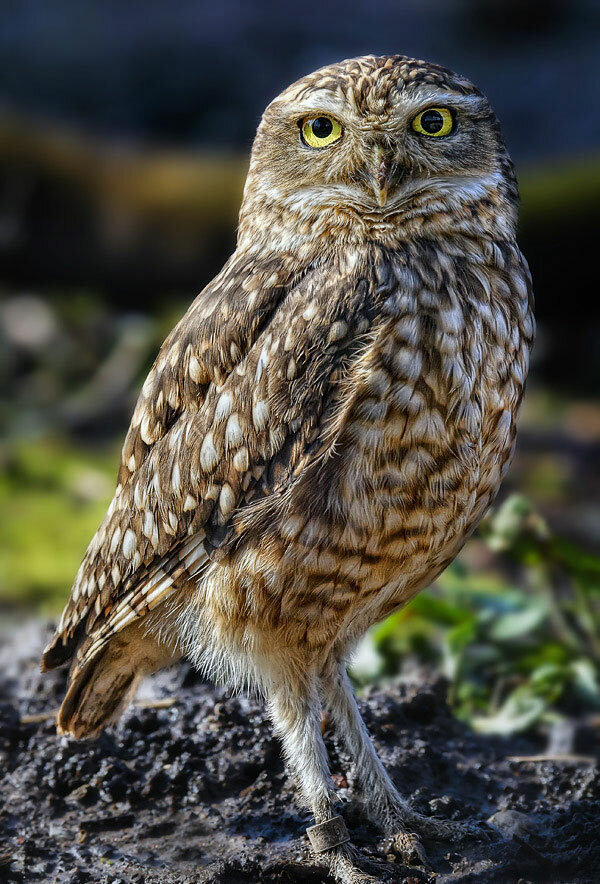 отряд совообразные сыч фото