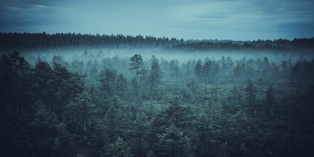туман над лесом фото