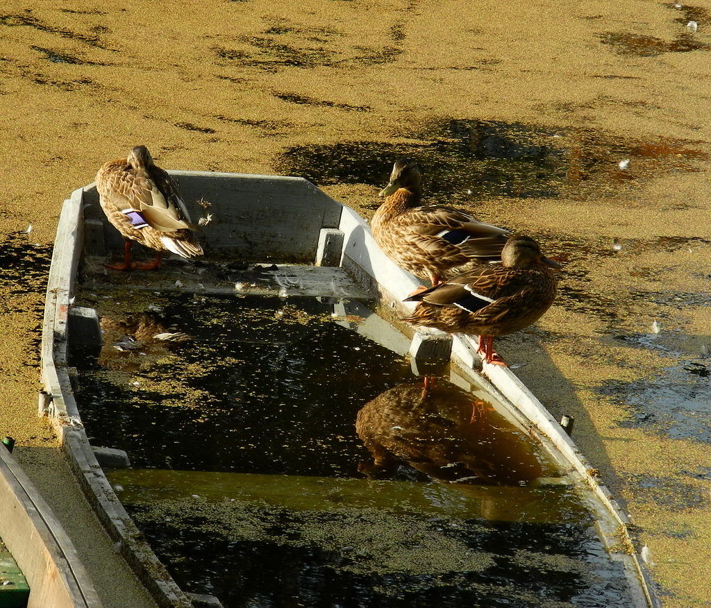 утка кряква фото