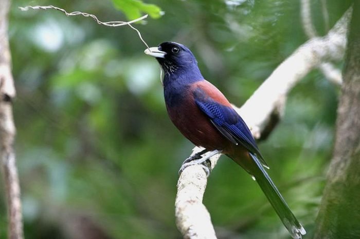 garrulus lidthi фото