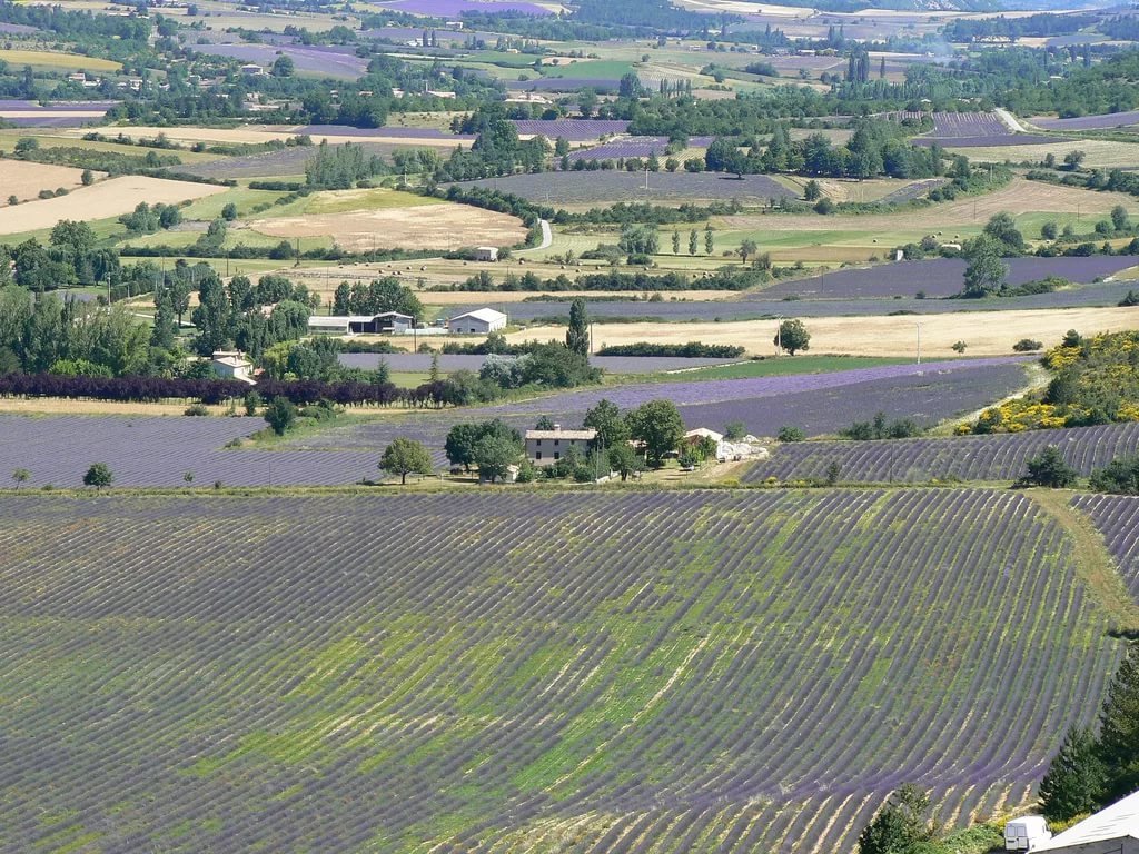 поля лаванда фото