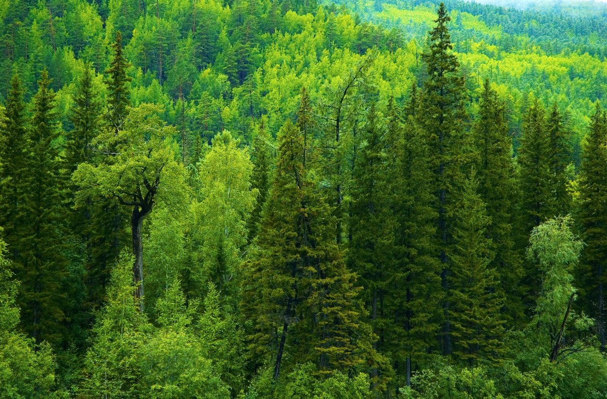 пихта сибирская темнохвойная тайга фото