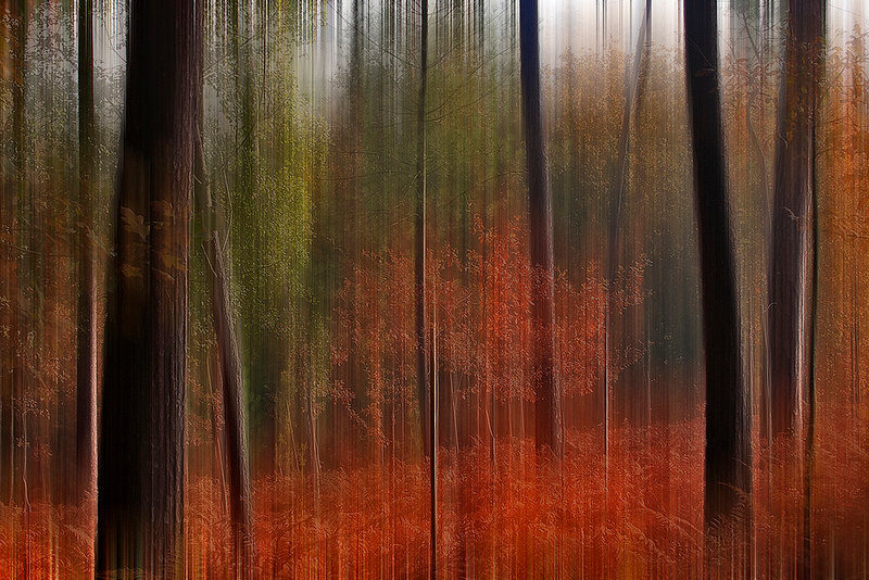 лес абстракция фото