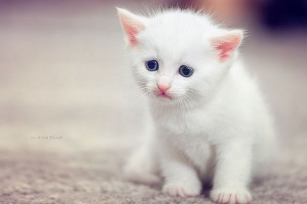 фотки маленьких миленьких котят фото