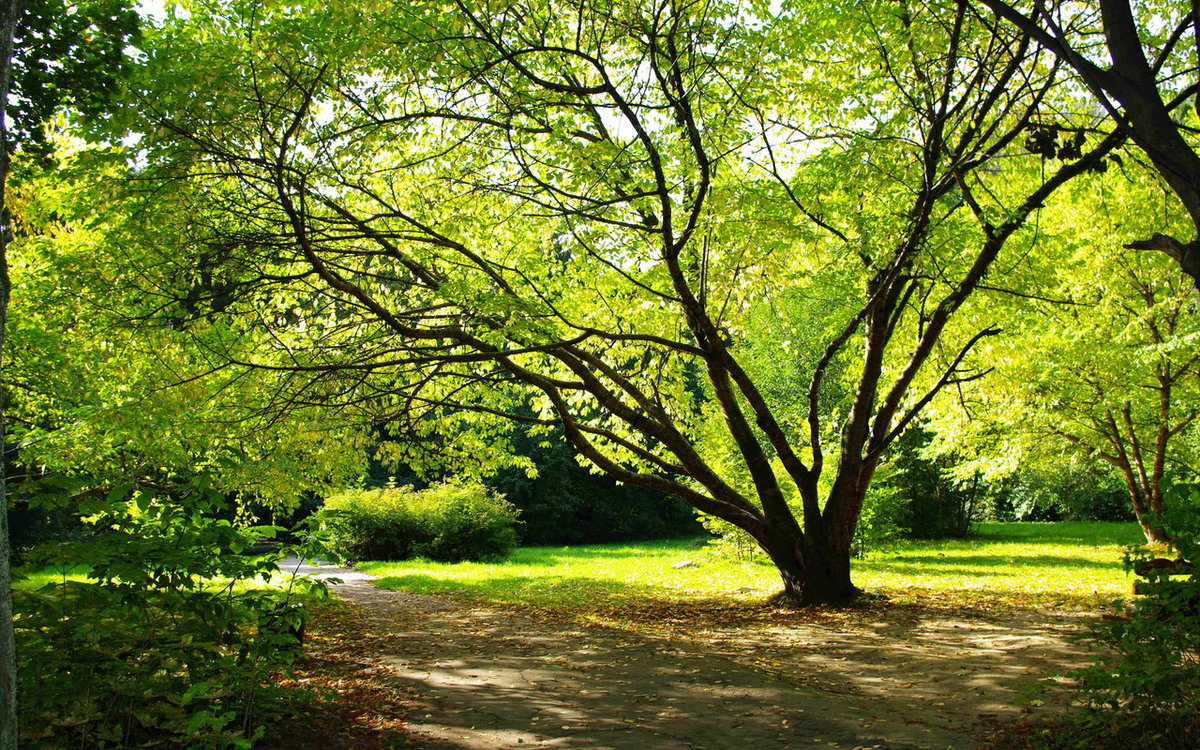 деревья в парке фото