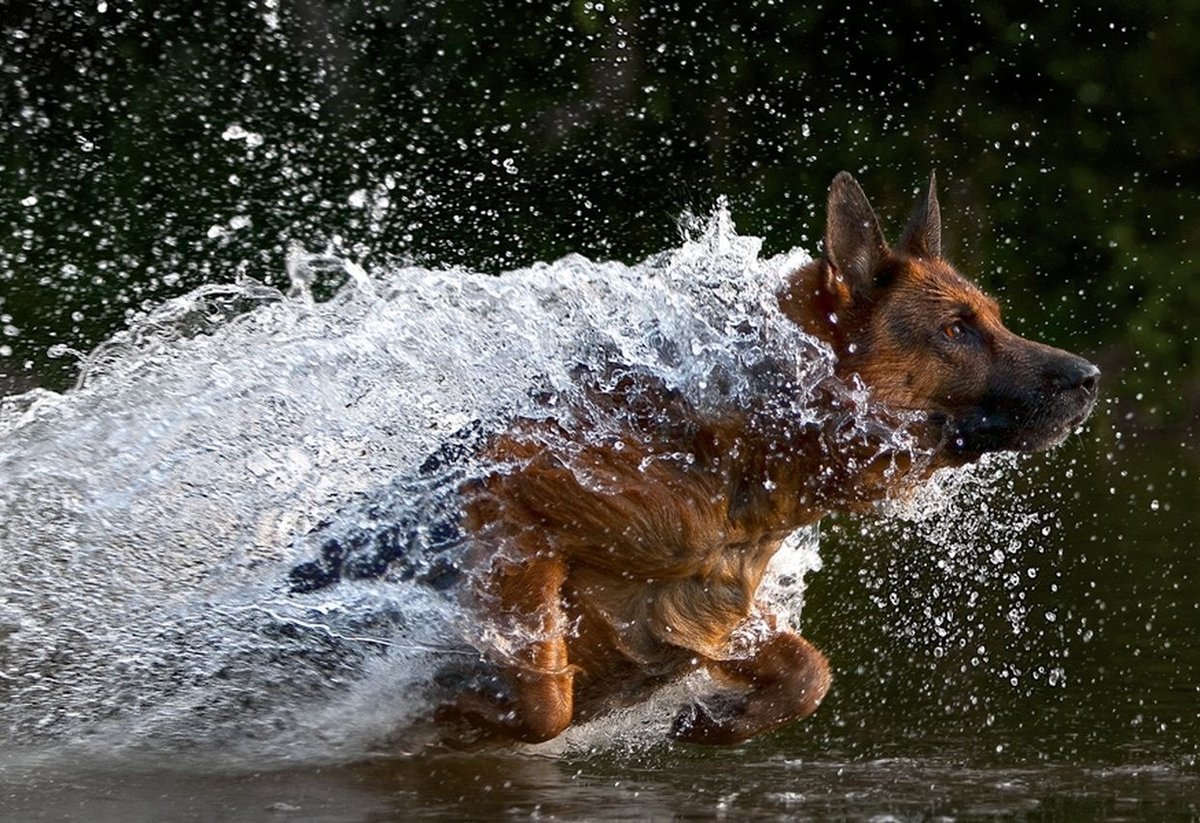 ��������� ���, ���������� �������� � ���������