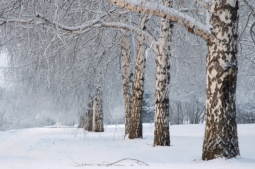 снежная береза фото