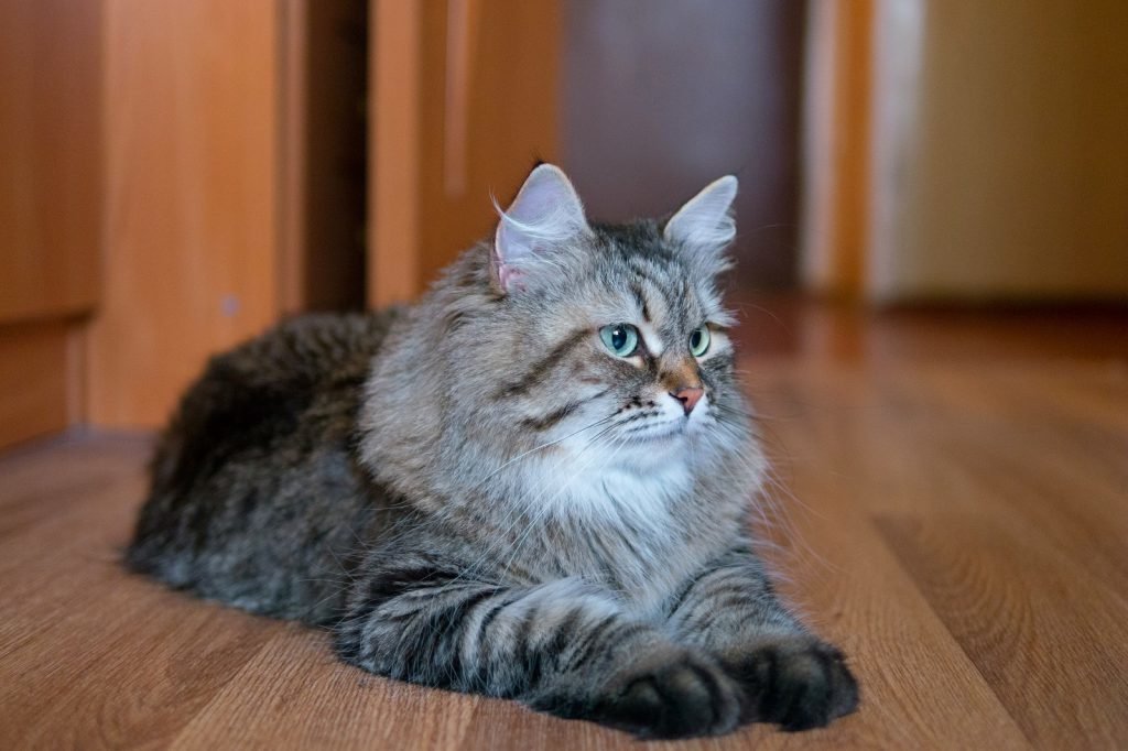 сибирская кошка фото