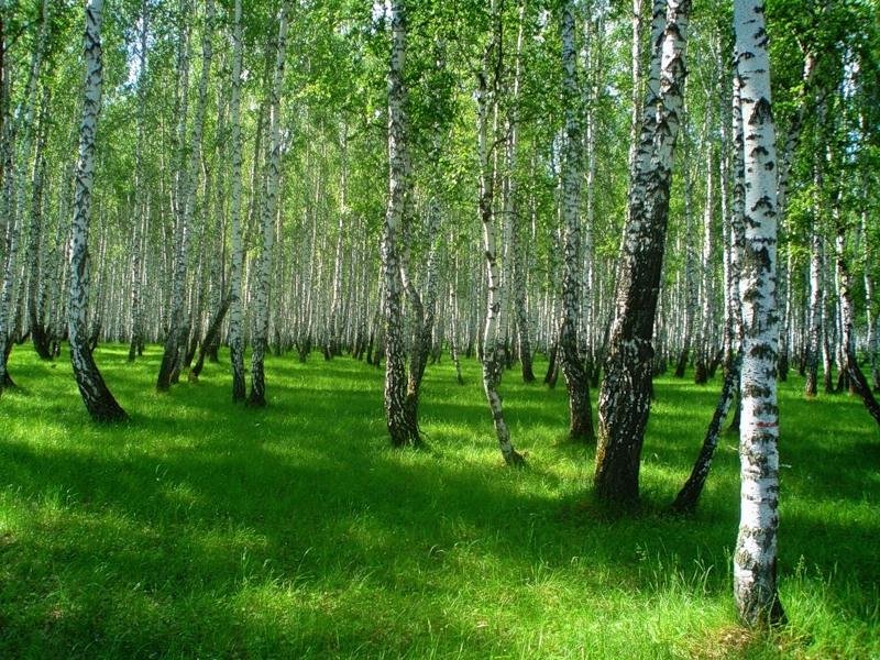 берёзовая роща фото