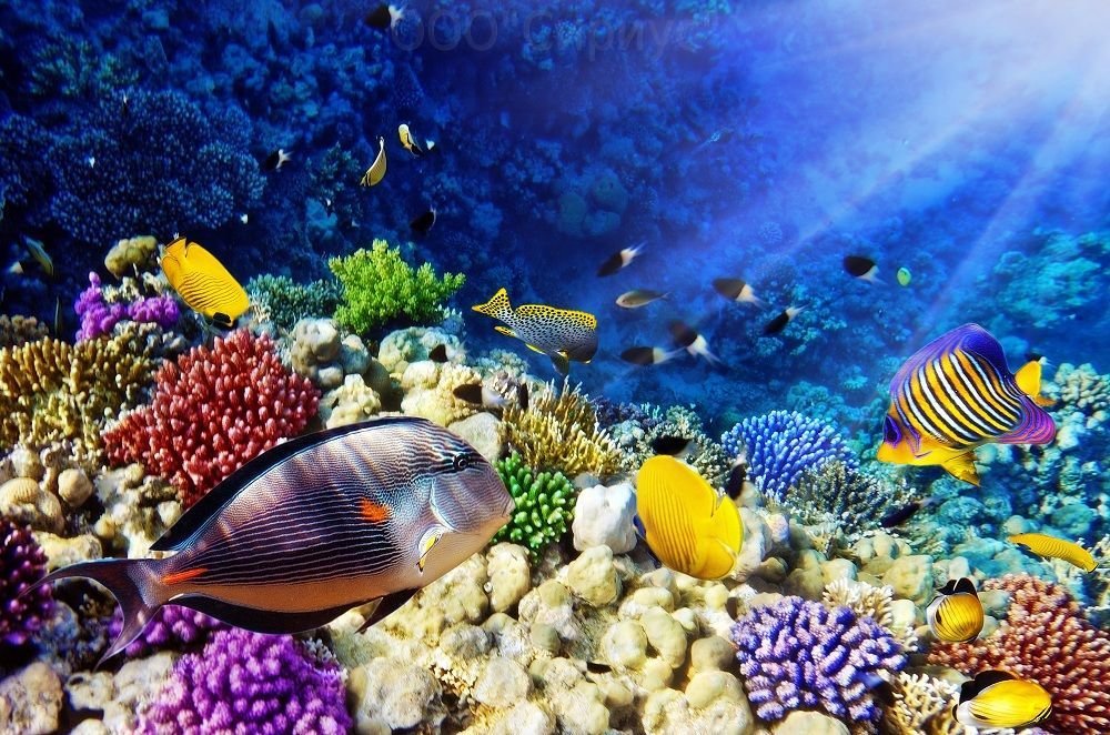 море шарм эль шейх фото