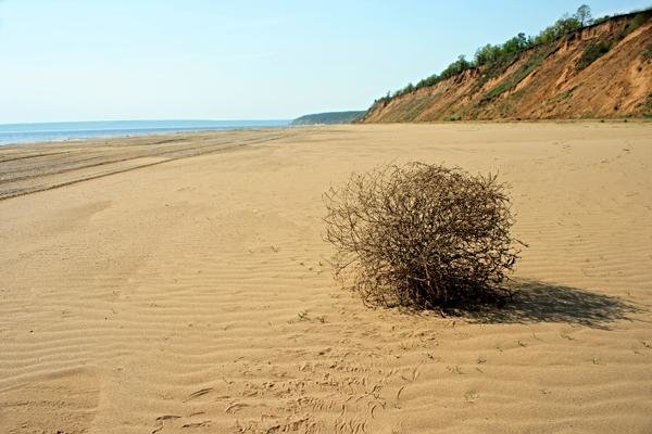 пустыня перекати поле фото