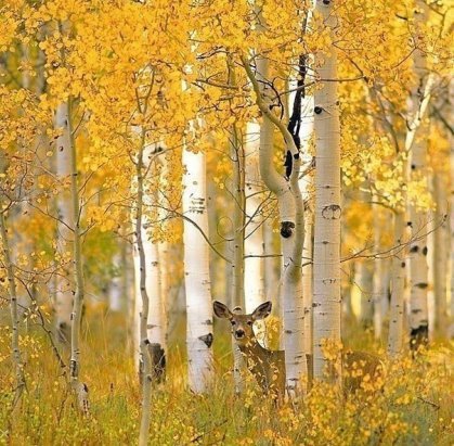 осень берёзовая роща фото