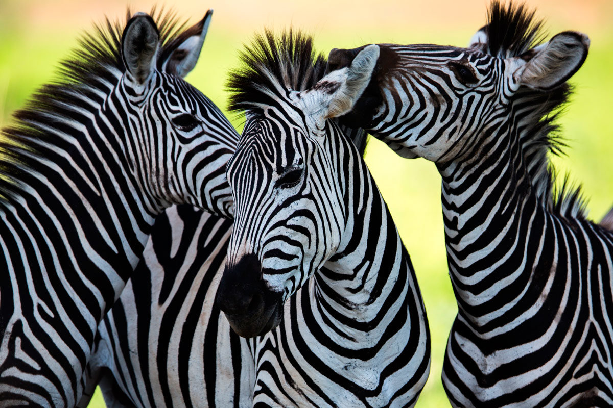 zebra фото