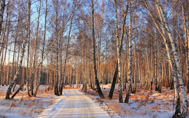 березовая роща зимой фото
