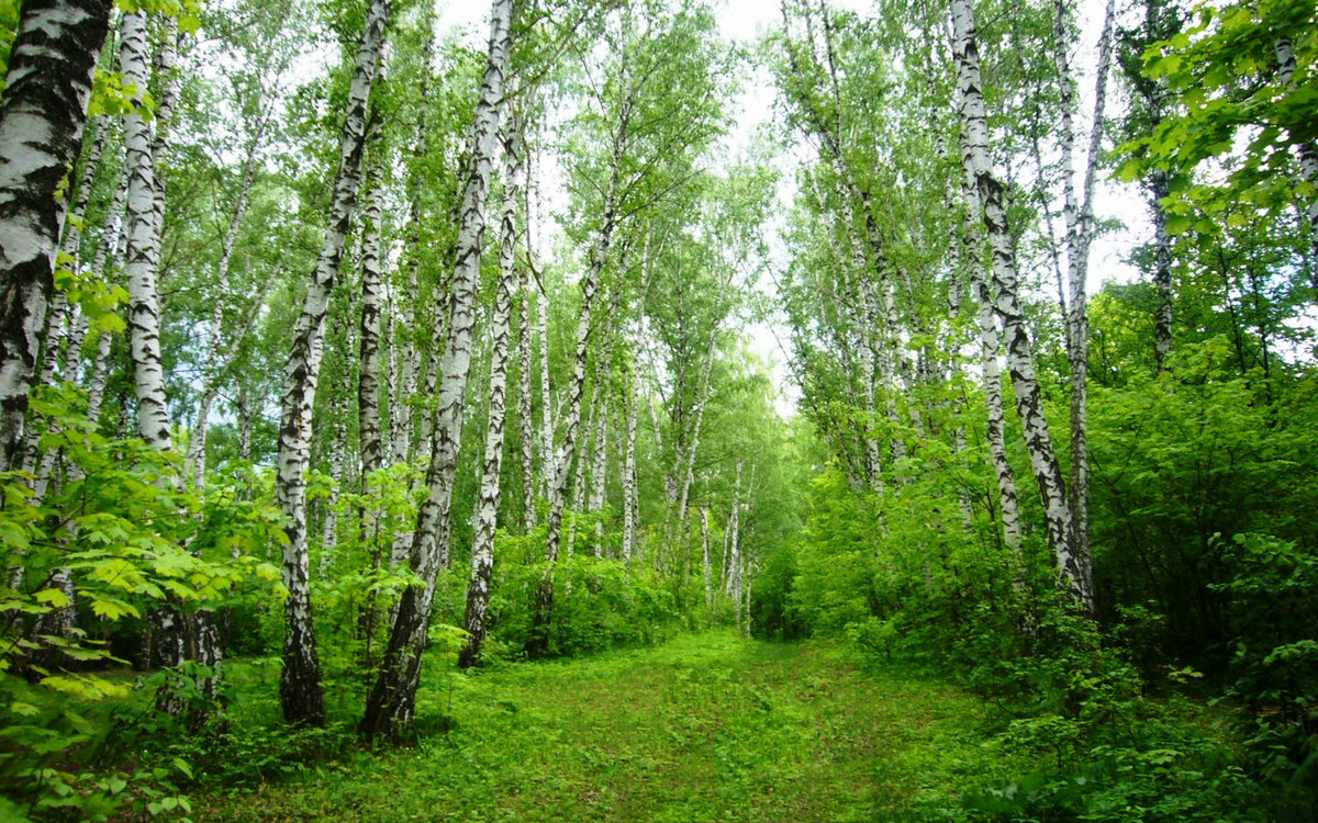 берёзовая роща фото