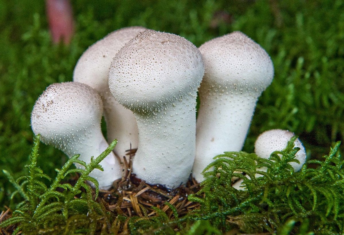 Обычно собственно дождевиком называют молодые плотные грибы, у которых ещё не образовалась порошковидная масса спор («пыль»). 