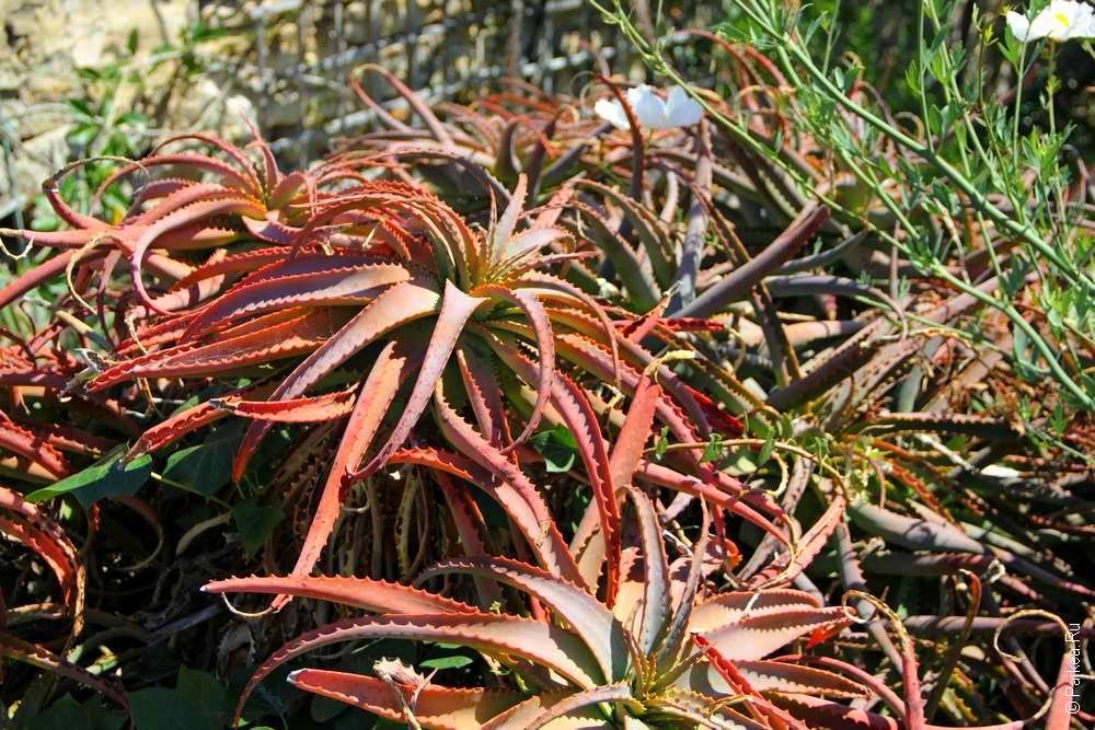aloe фото