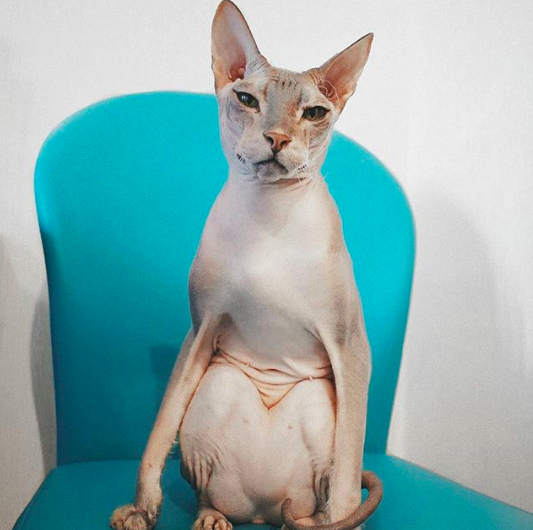 «Представители некоторых пород имеют «собачью» репутацию