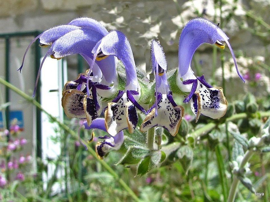salvia pratensis фото