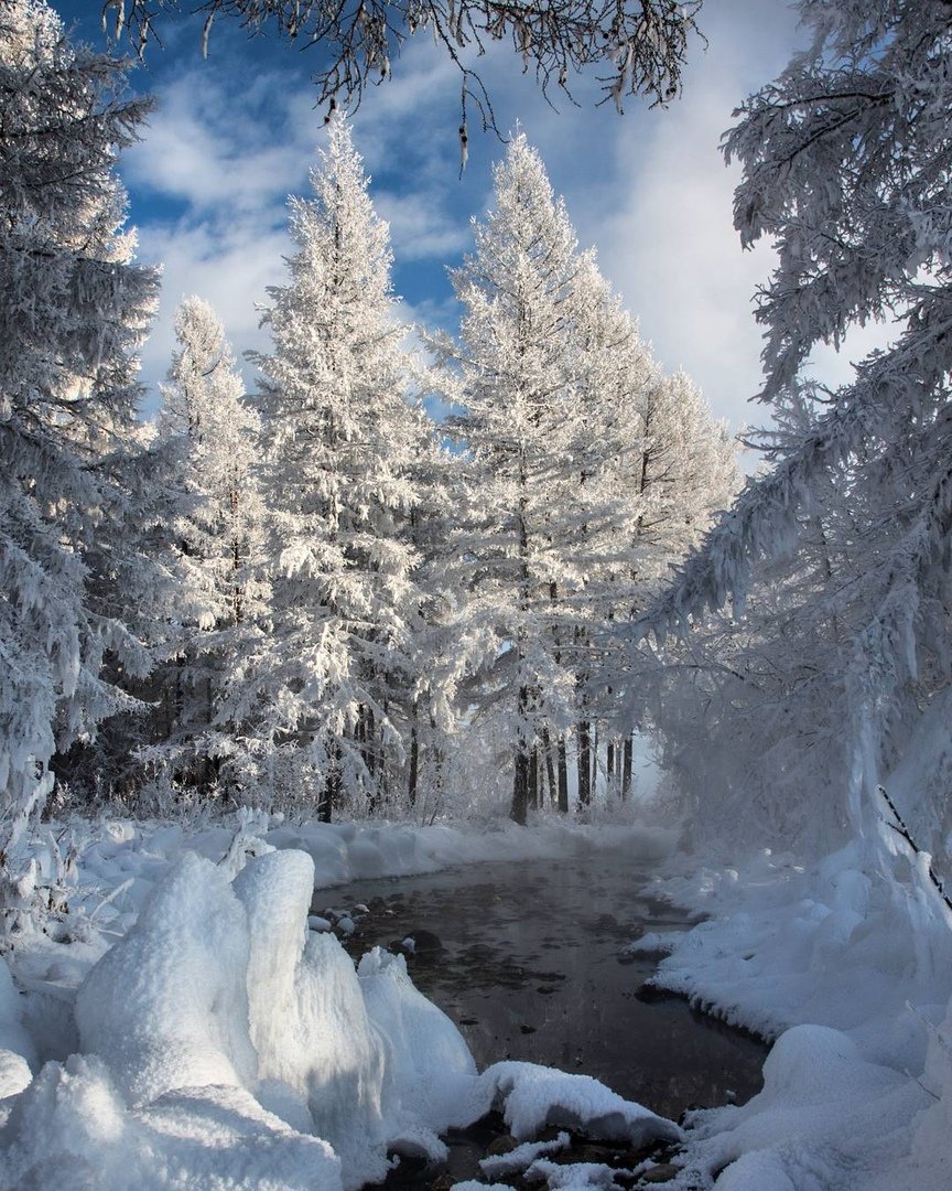 зимний лес с рекой фото