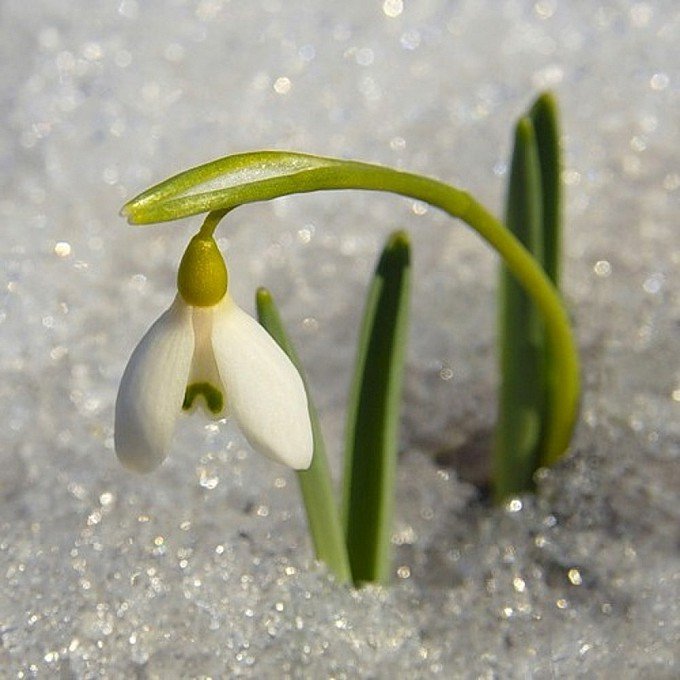 �������, ���� �����������