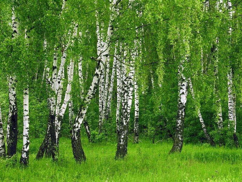 берёзовая роща фото